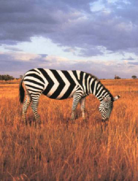 c-bien zebree-humourenvrac